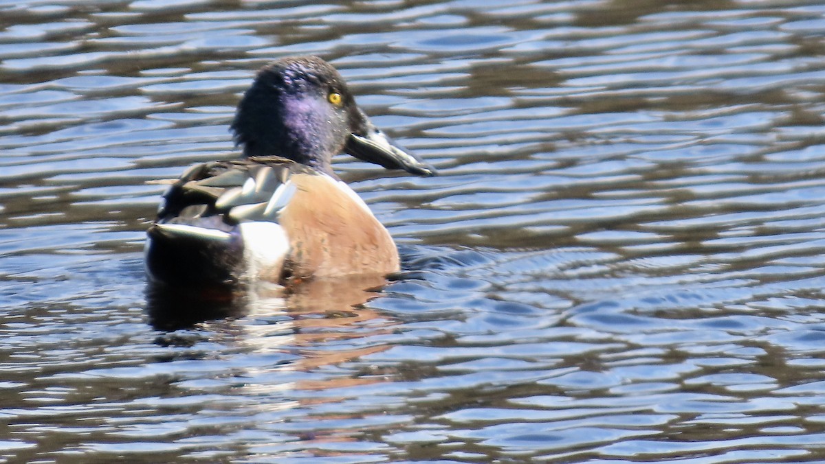 Mestolone - ML647275054