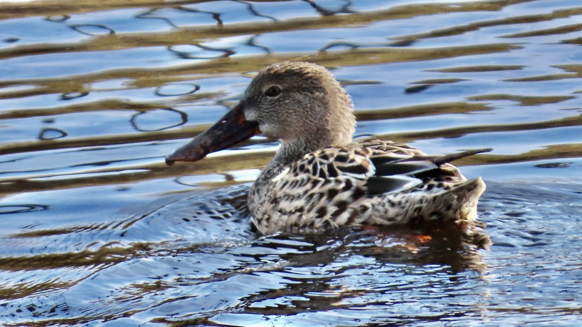 Mestolone - ML647275056