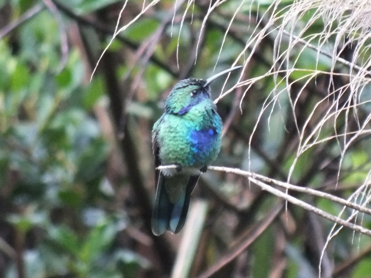 Колібрі синьочеревий - ML647275072