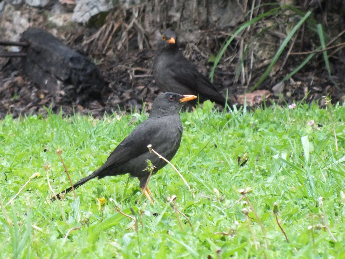 Great Thrush - ML647275074
