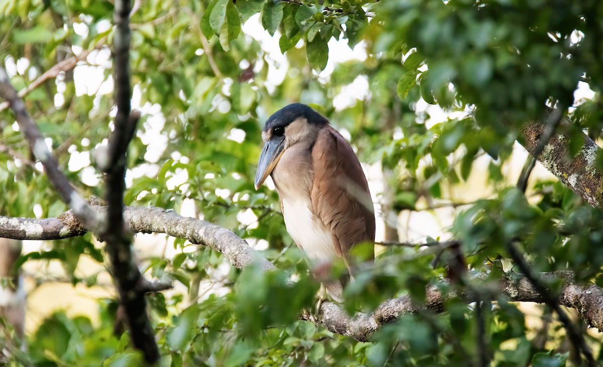 Boat-billed Heron - ML647275087
