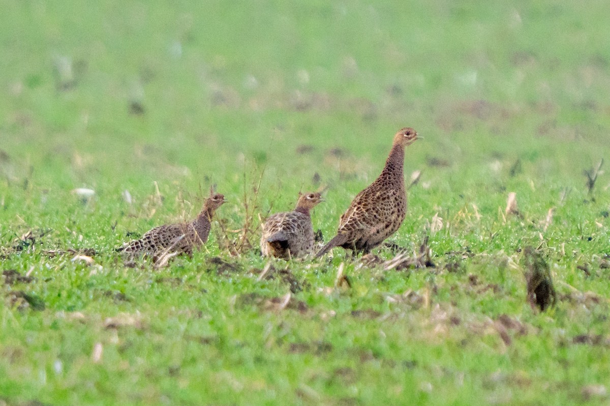 環頸雉 - ML647275090