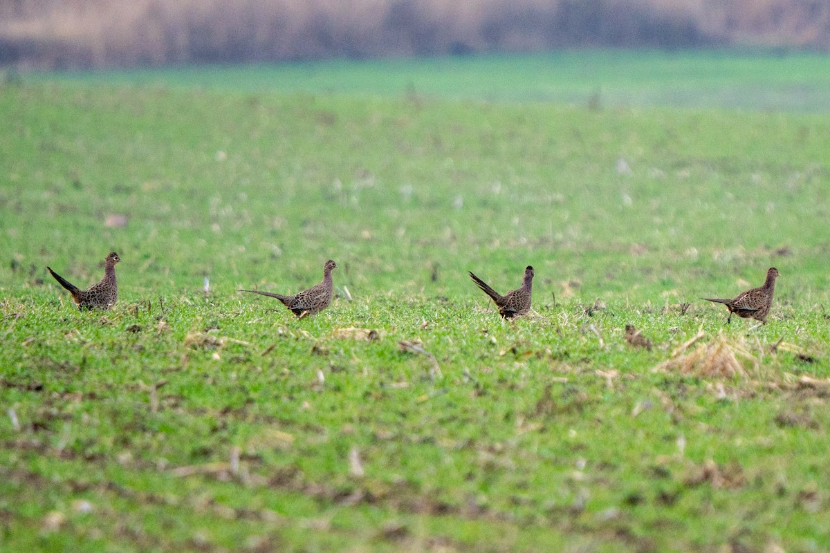 環頸雉 - ML647275091