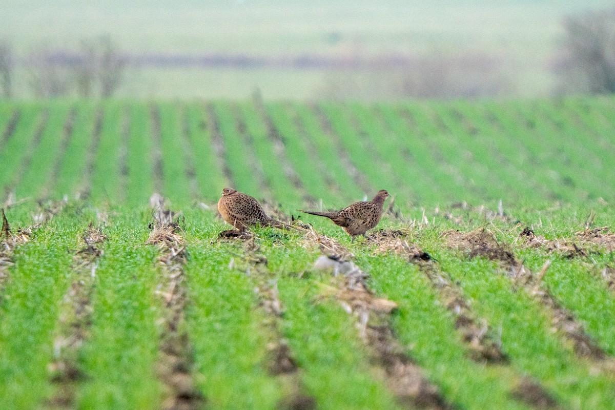 環頸雉 - ML647275092