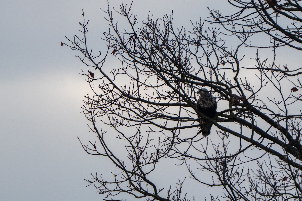 Rough-legged Hawk - ML647275103