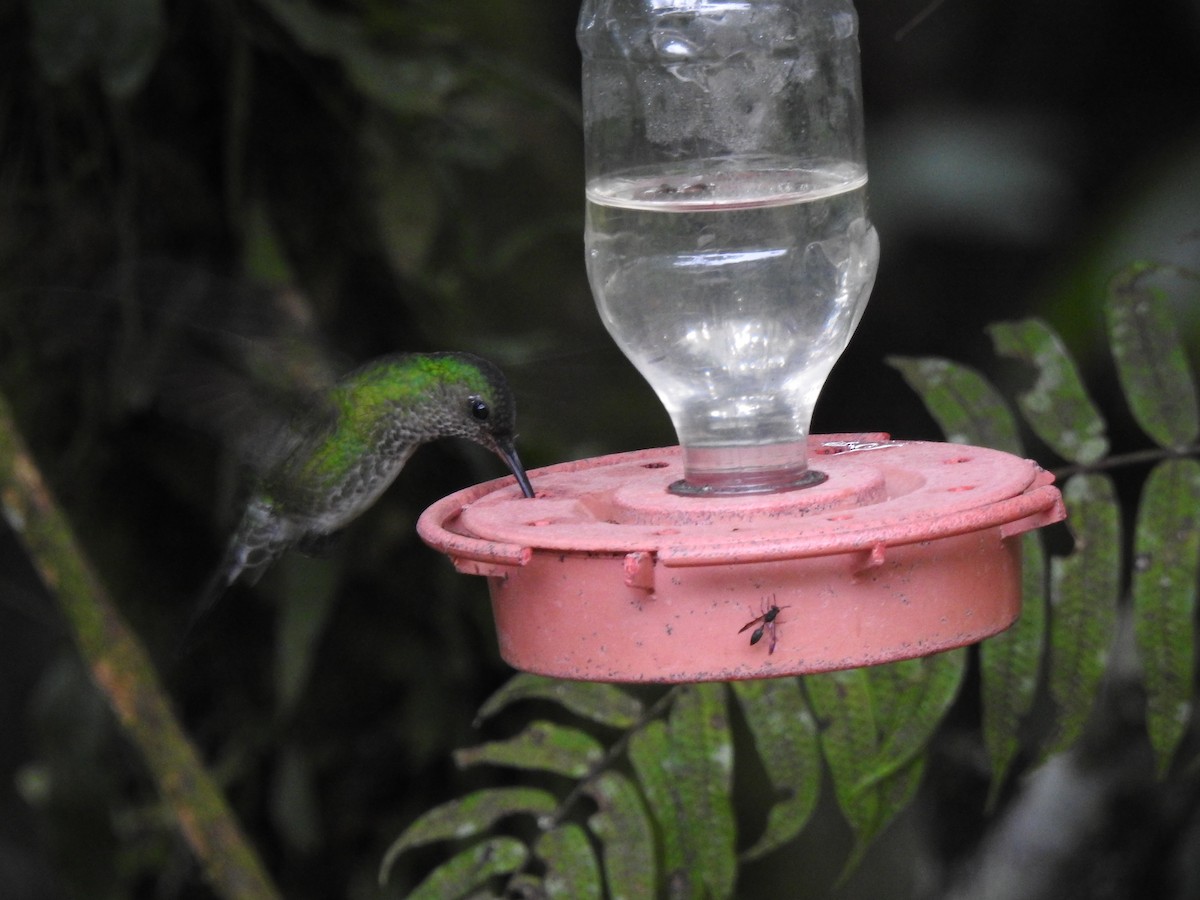 Colibri grivelé - ML647275115