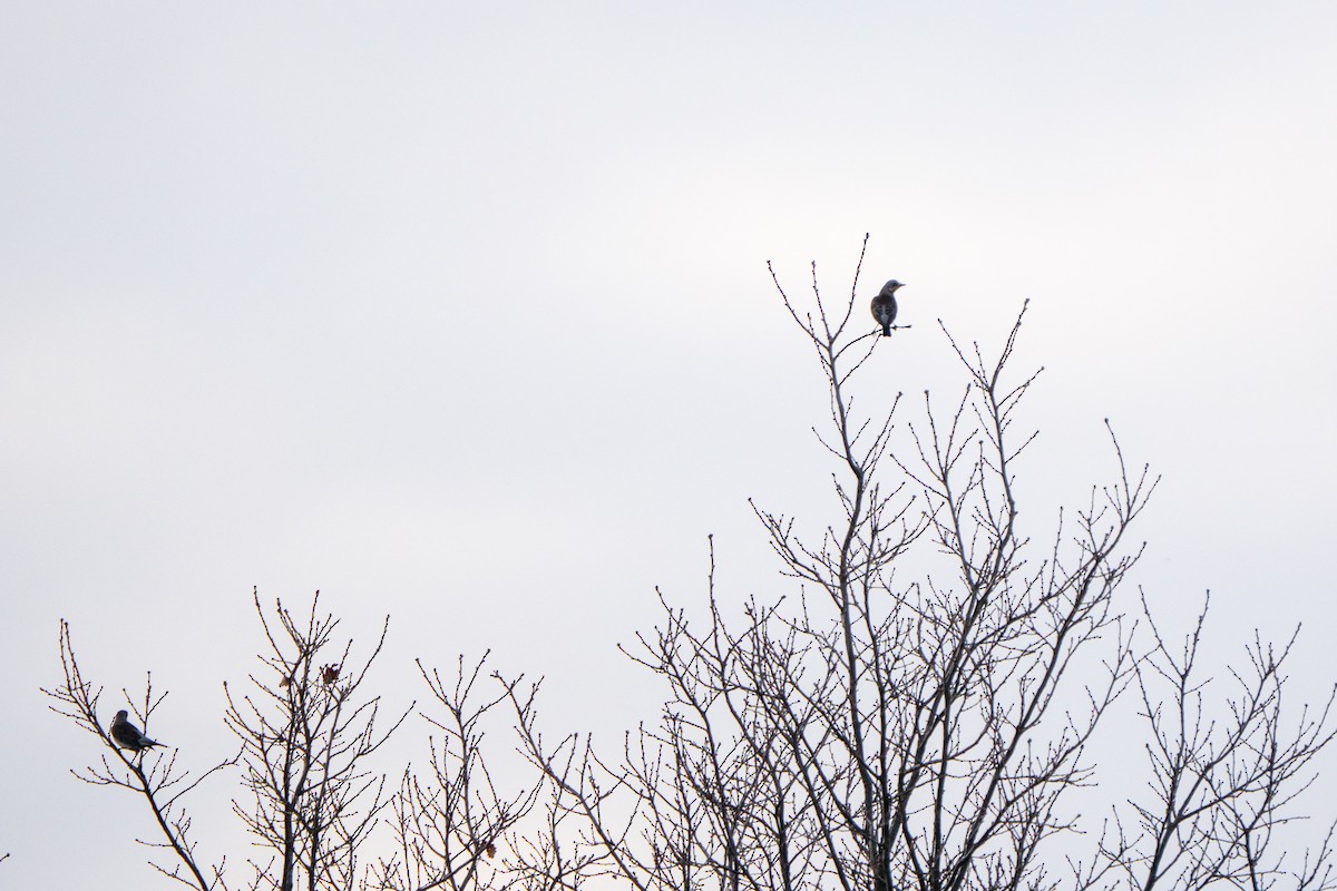 Fieldfare - ML647275128