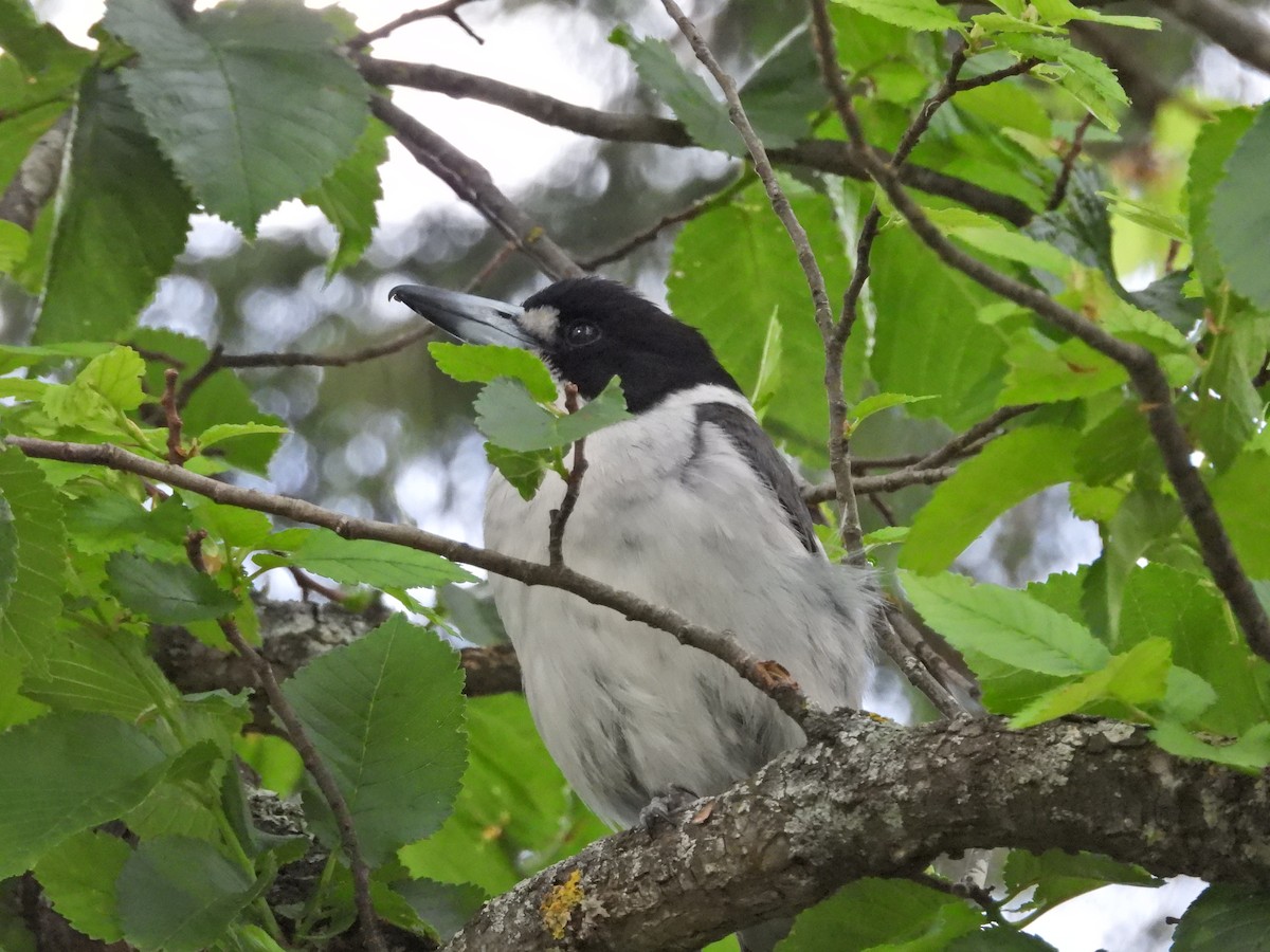 Gray Butcherbird - ML647275129