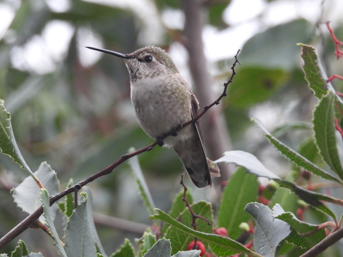 Anna's Hummingbird - ML647275131