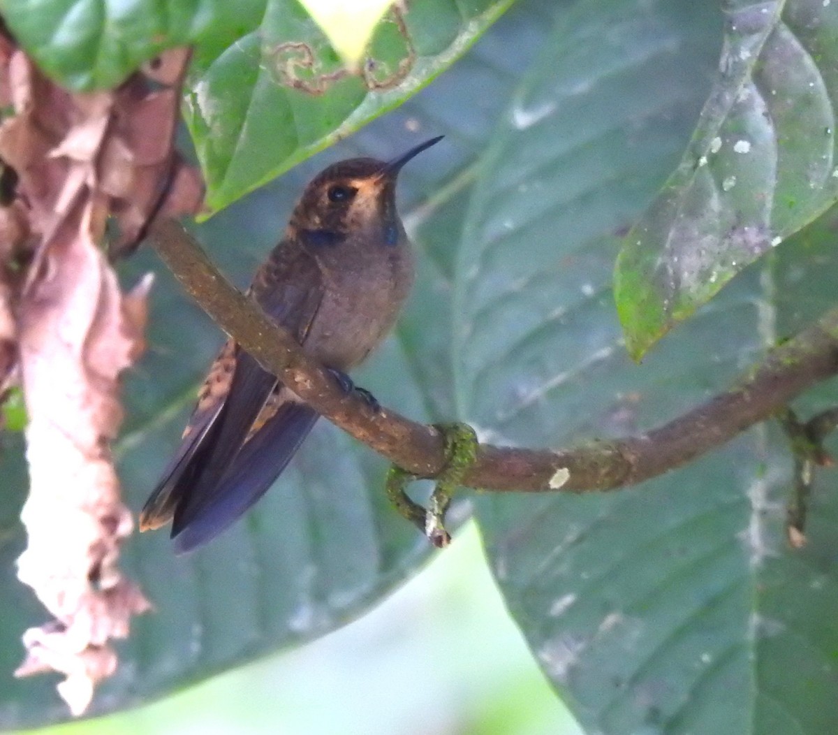 Wattled Guan - ML647275133