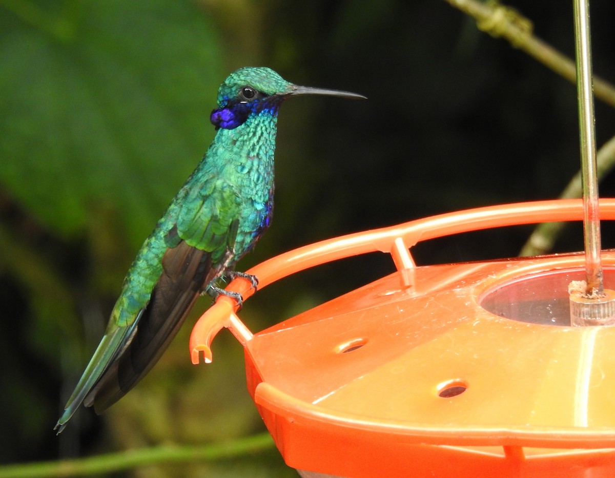 Golden-tailed Sapphire - ML647275135