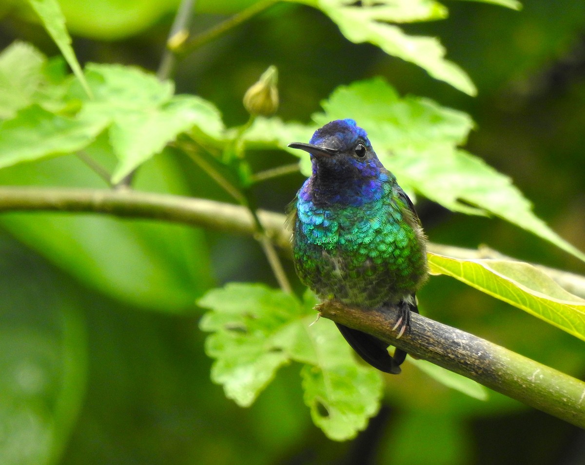 Golden-tailed Sapphire - ML647275136