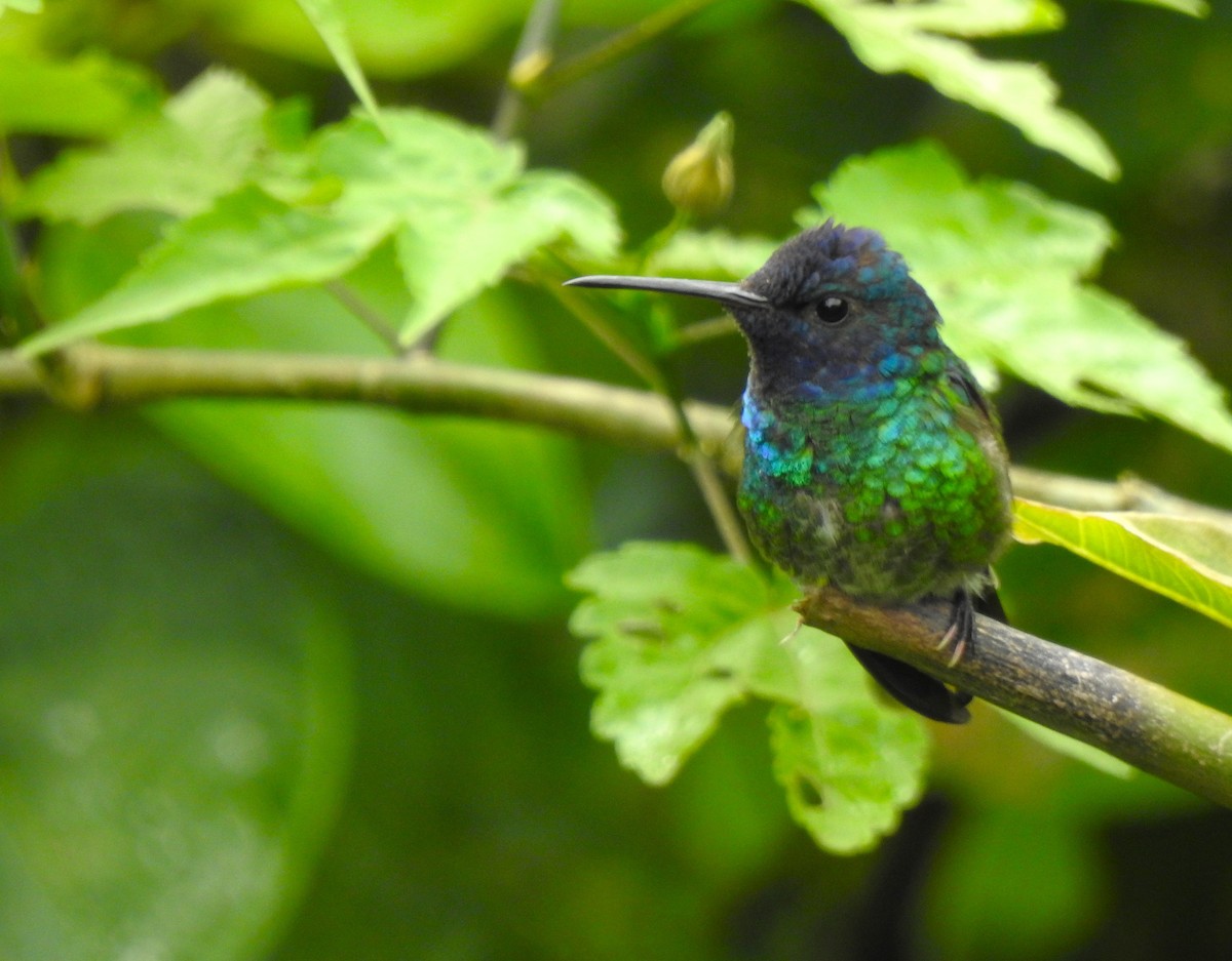 Golden-tailed Sapphire - ML647275137