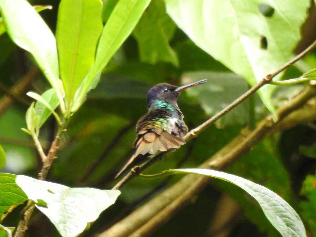 Golden-tailed Sapphire - ML647275138