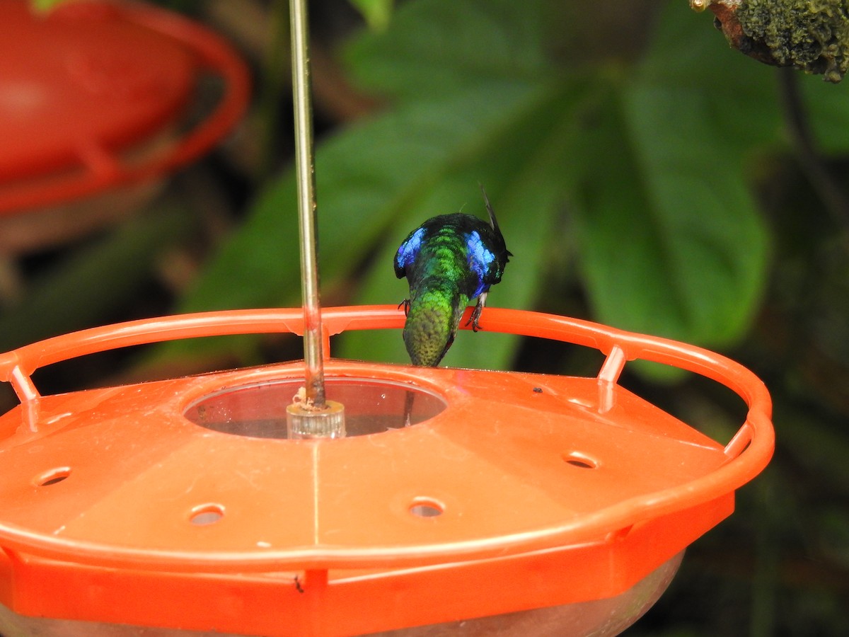 Wattled Guan - ML647275141