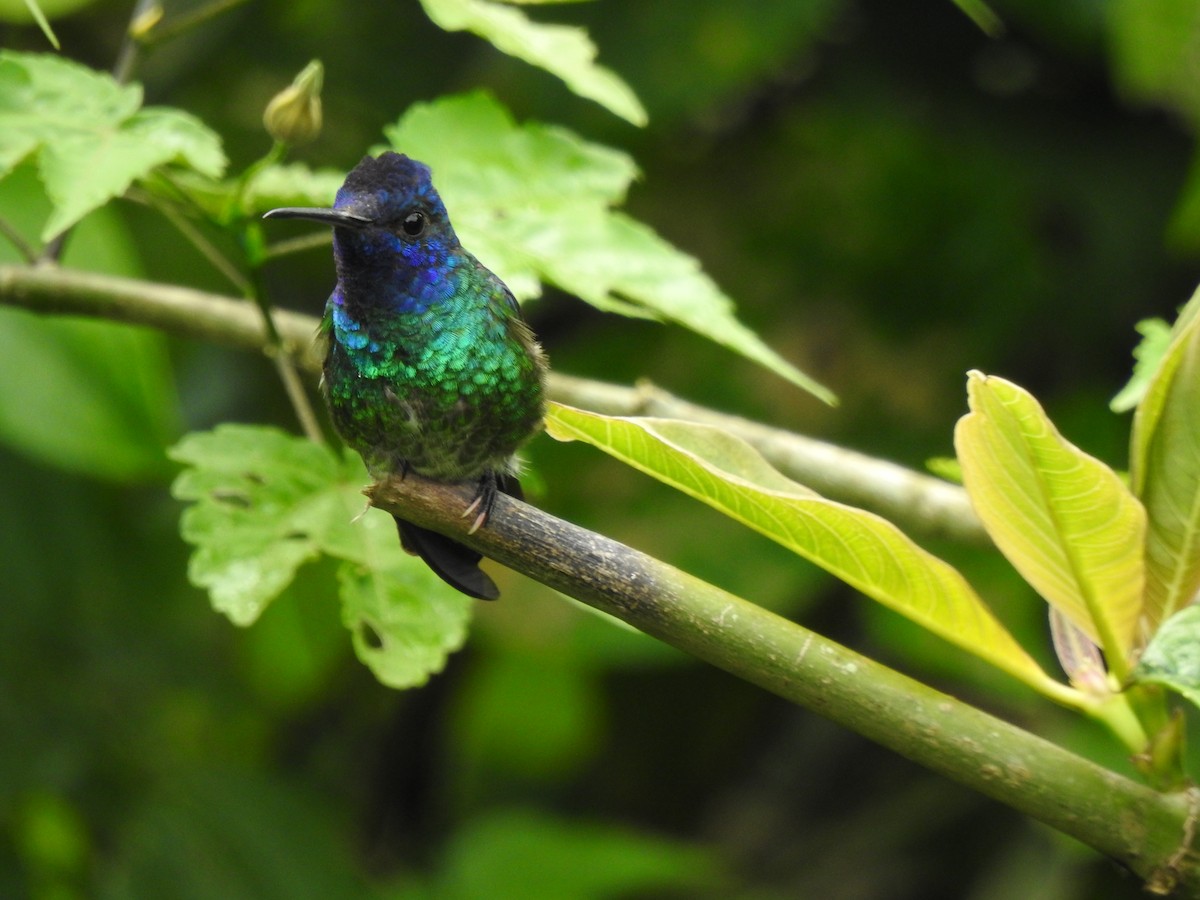 Wattled Guan - ML647275142