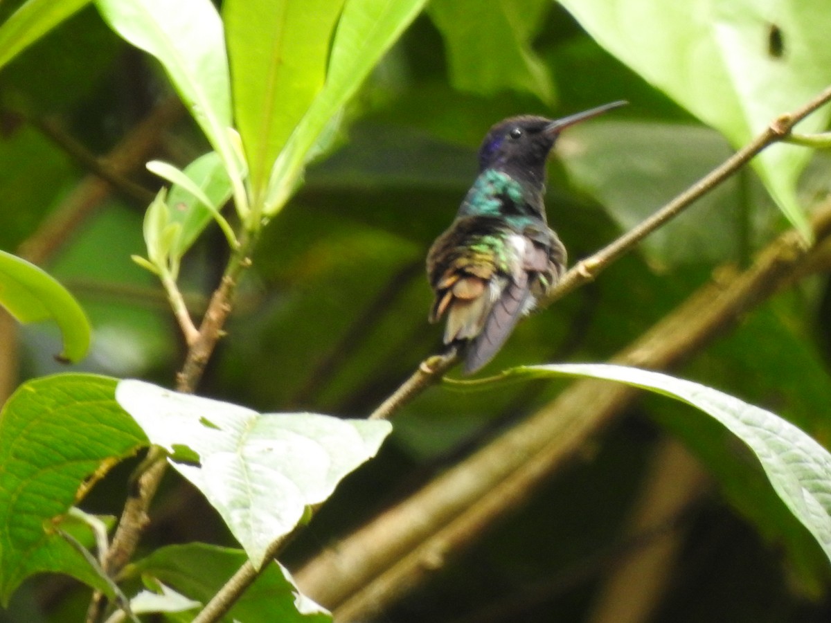 Golden-tailed Sapphire - ML647275143