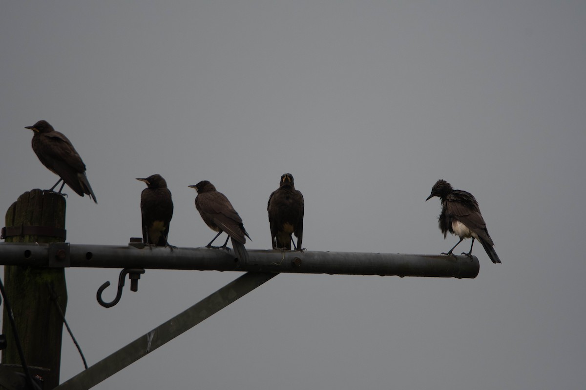 African Pied Starling - ML647275144