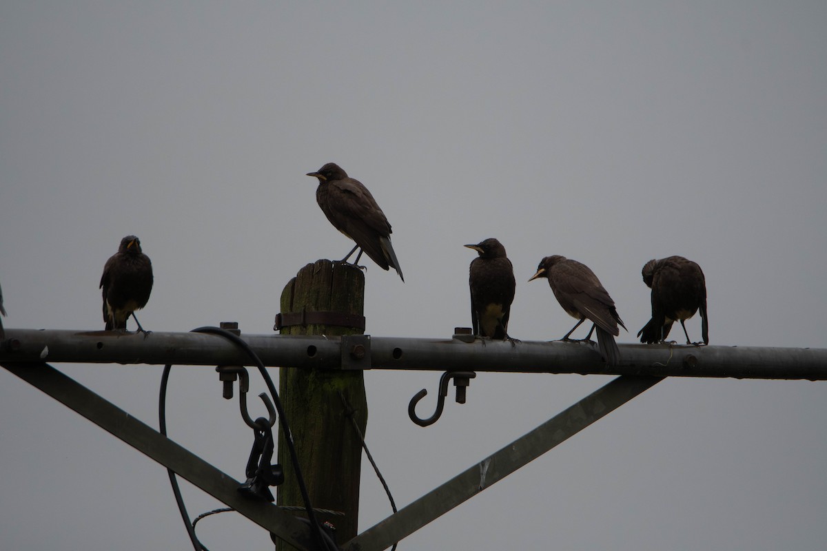African Pied Starling - ML647275145