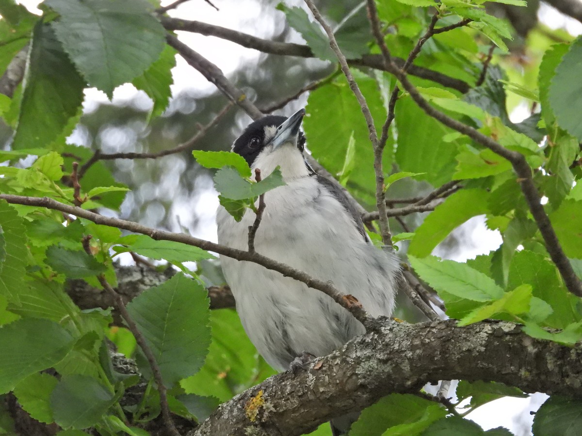 Gray Butcherbird - ML647275146