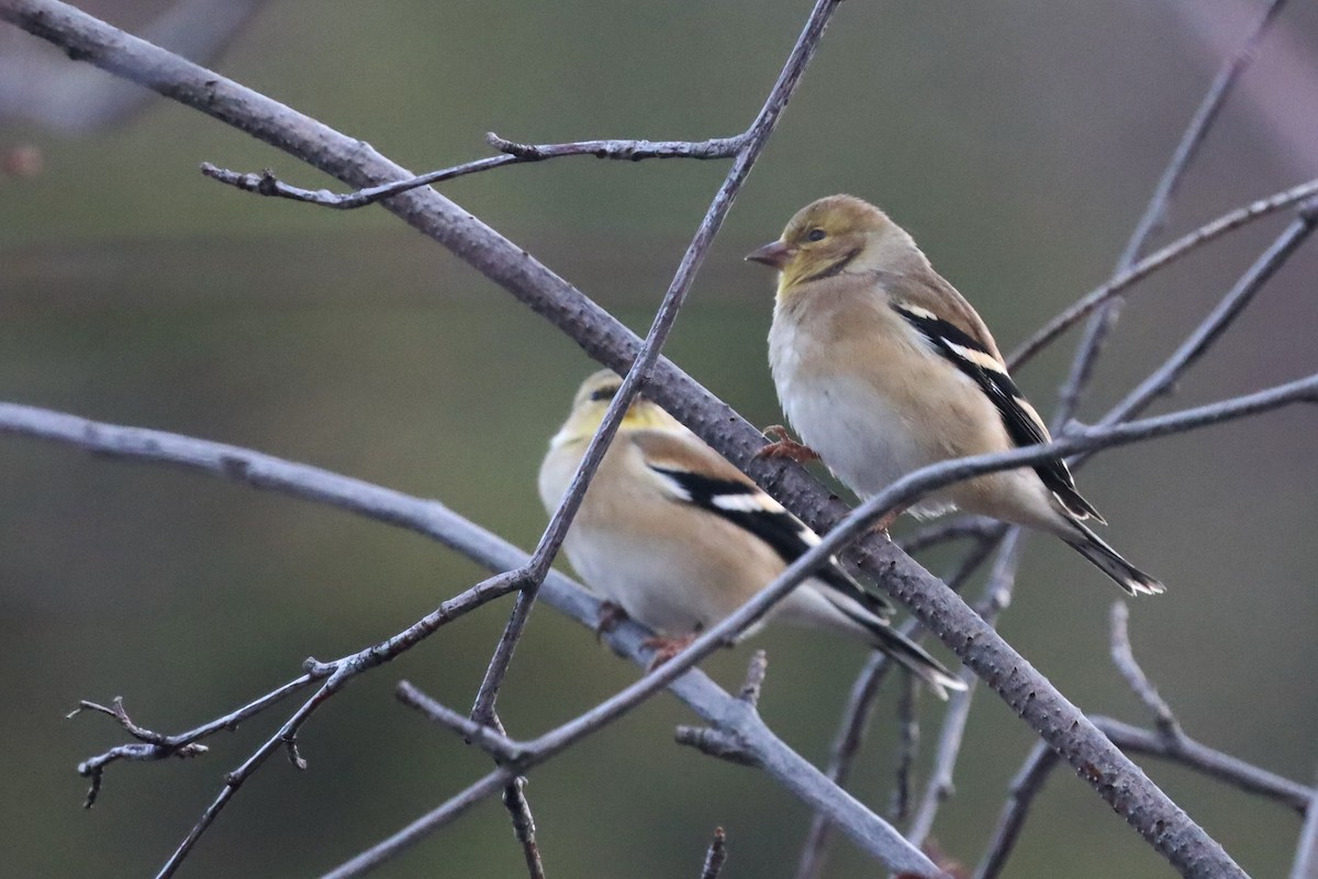 American Goldfinch - ML647275147