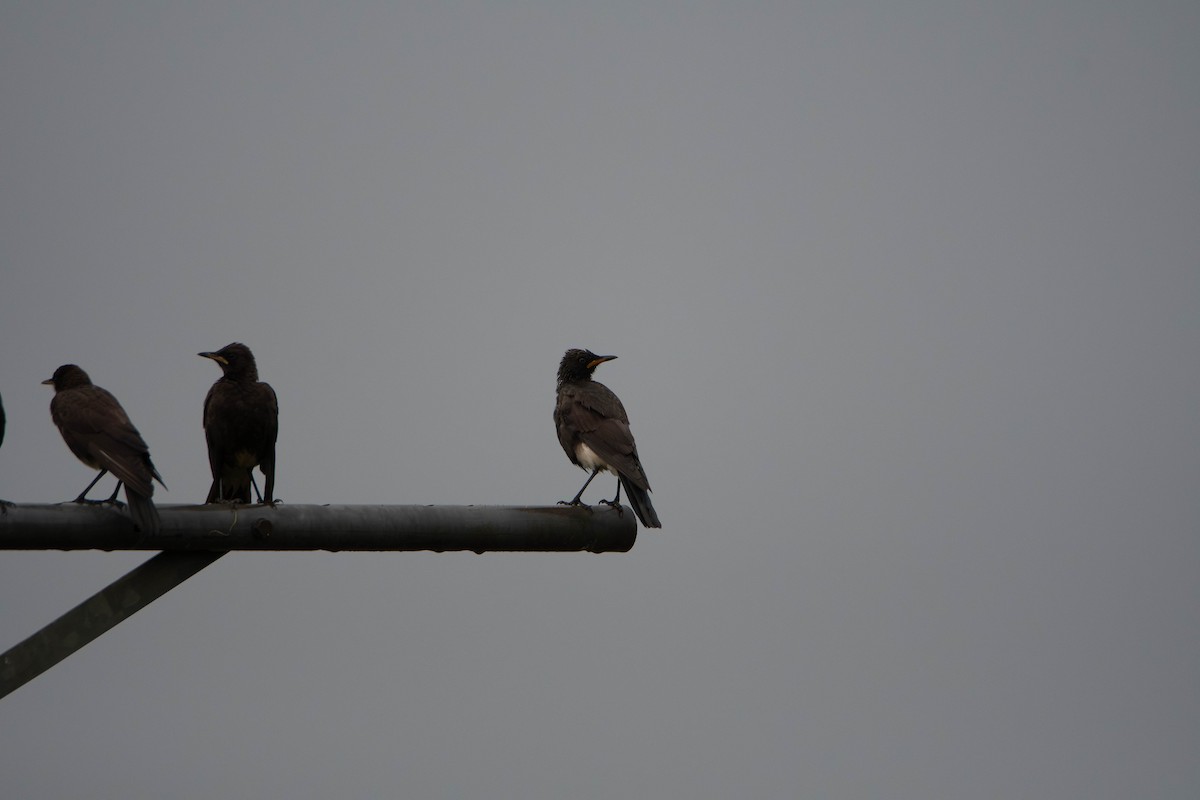 African Pied Starling - ML647275148