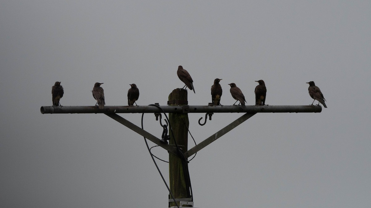 African Pied Starling - ML647275149
