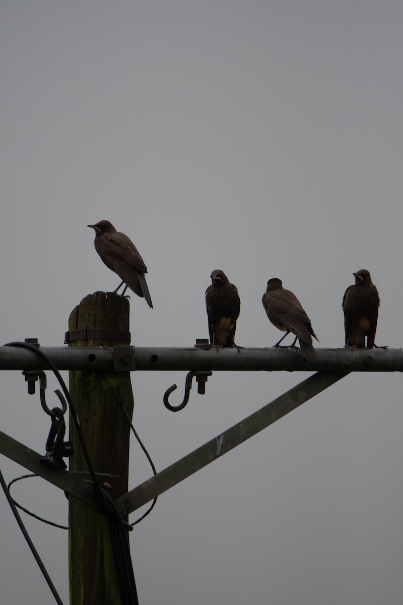 African Pied Starling - ML647275150