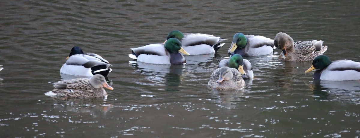 Mallard - ML647275152