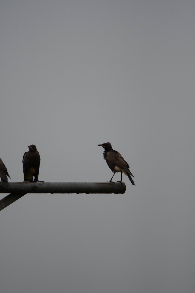 African Pied Starling - ML647275153
