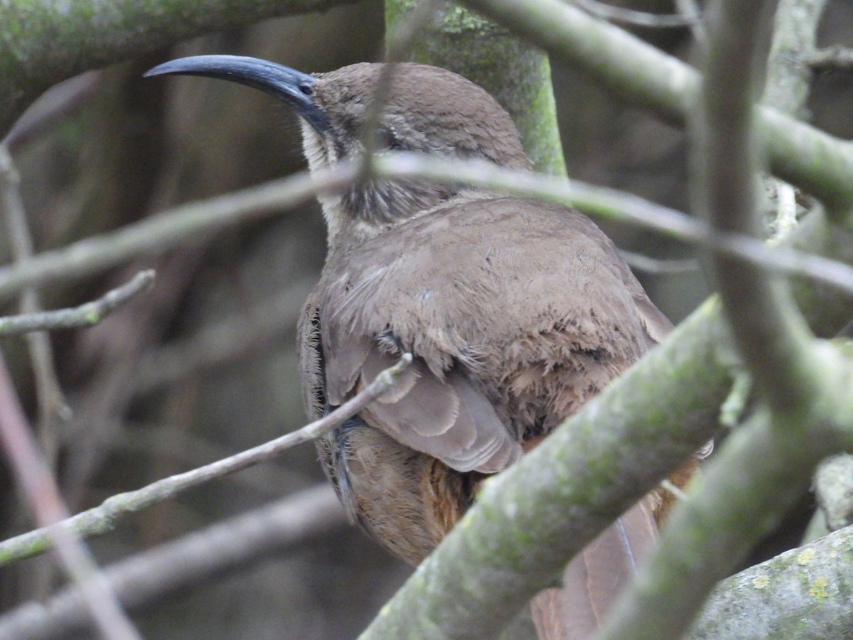California Thrasher - ML647275155