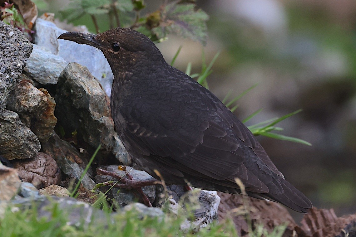 Long-billed Thrush - ML647275156