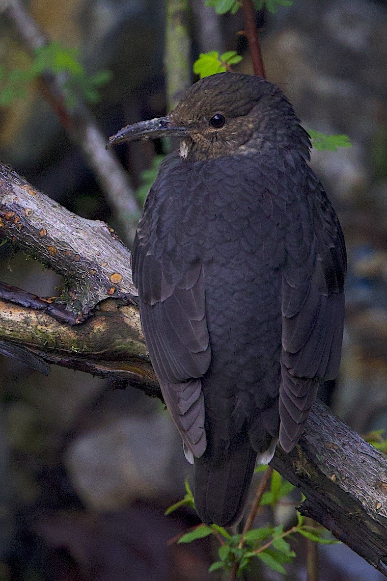 Long-billed Thrush - ML647275157