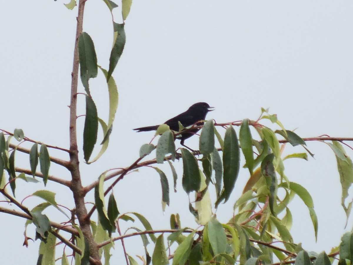 Black Flowerpiercer - ML647275158