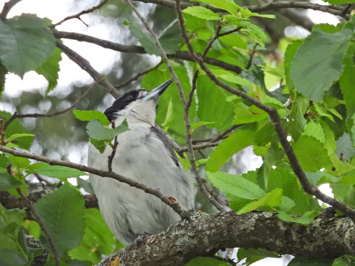 Gray Butcherbird - ML647275159