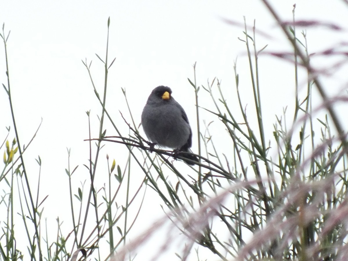 Band-tailed Seedeater - ML647275160