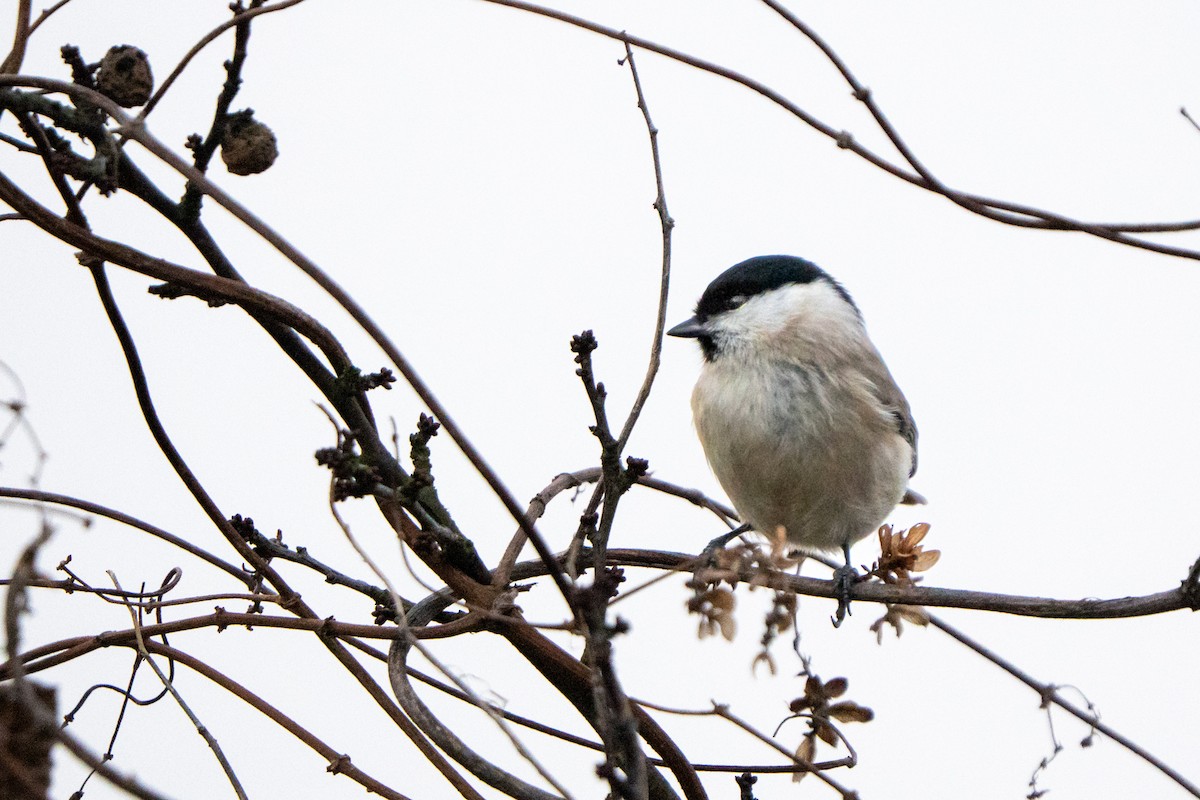 Marsh Tit - ML647275161