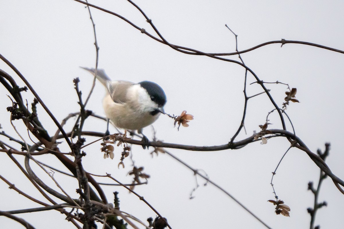 Marsh Tit - ML647275162