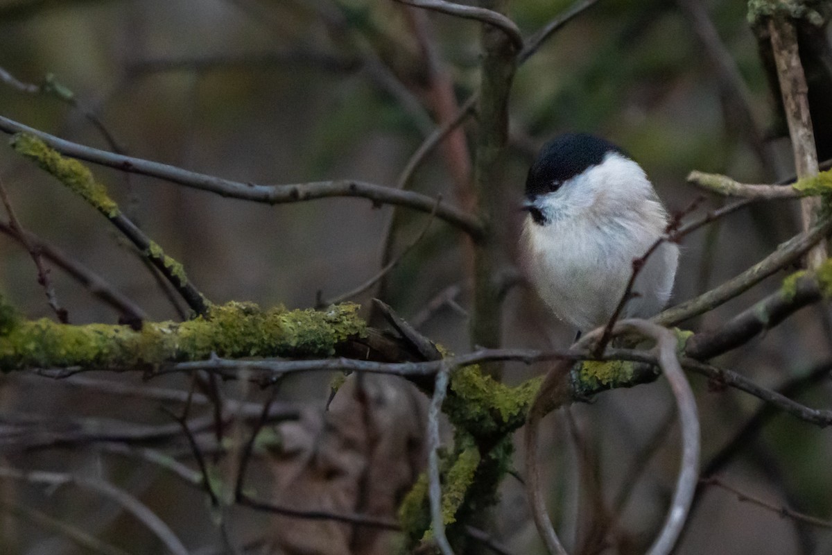 Marsh Tit - ML647275163