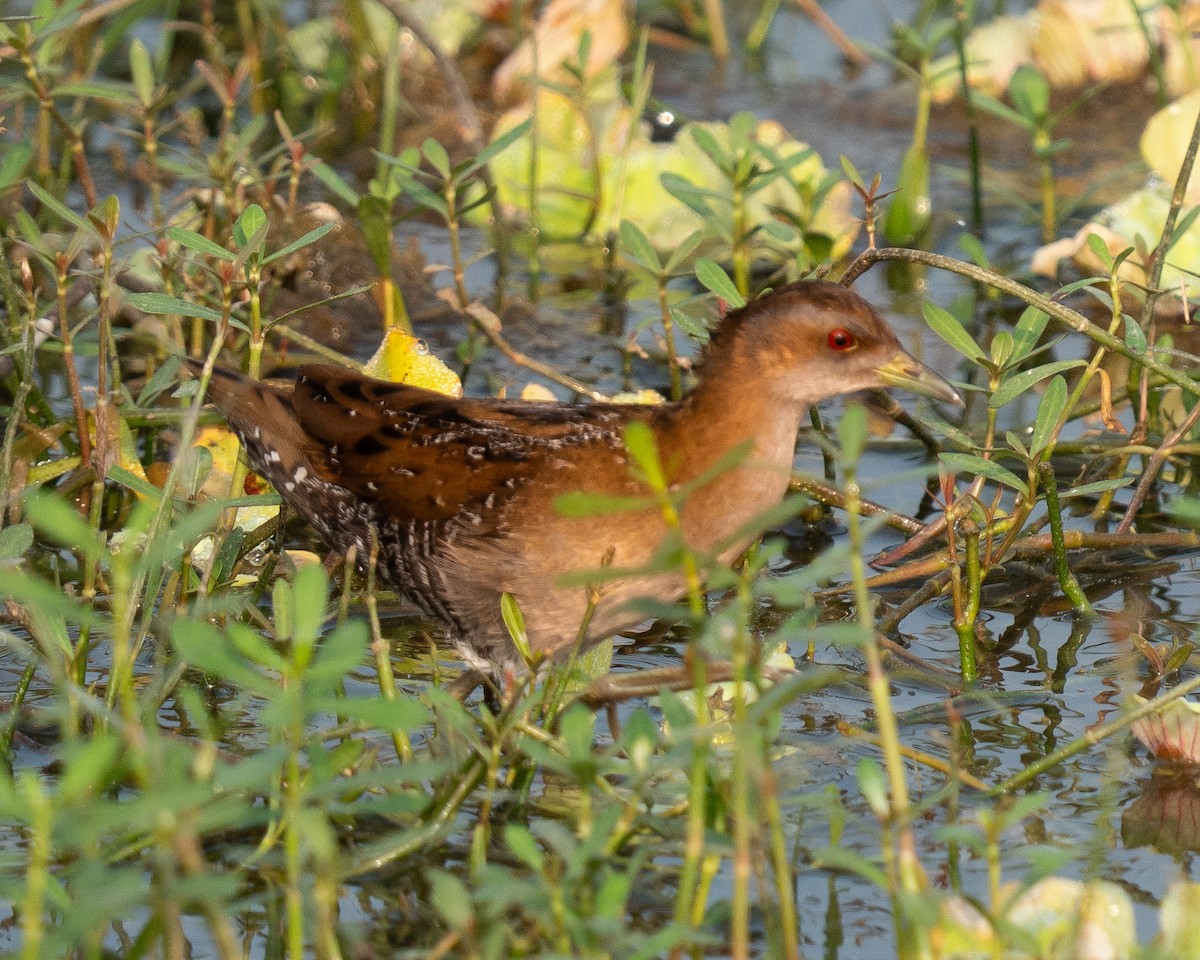 chřástal nejmenší - ML647275164