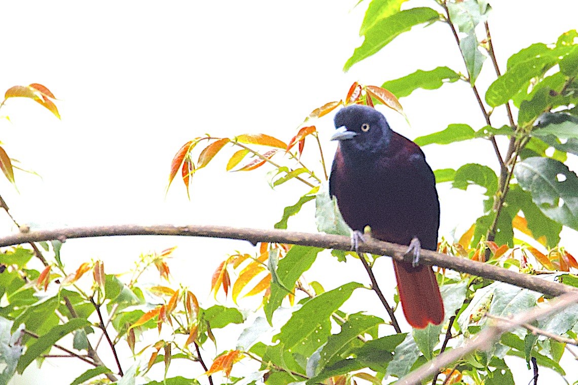 Maroon Oriole - ML647275169