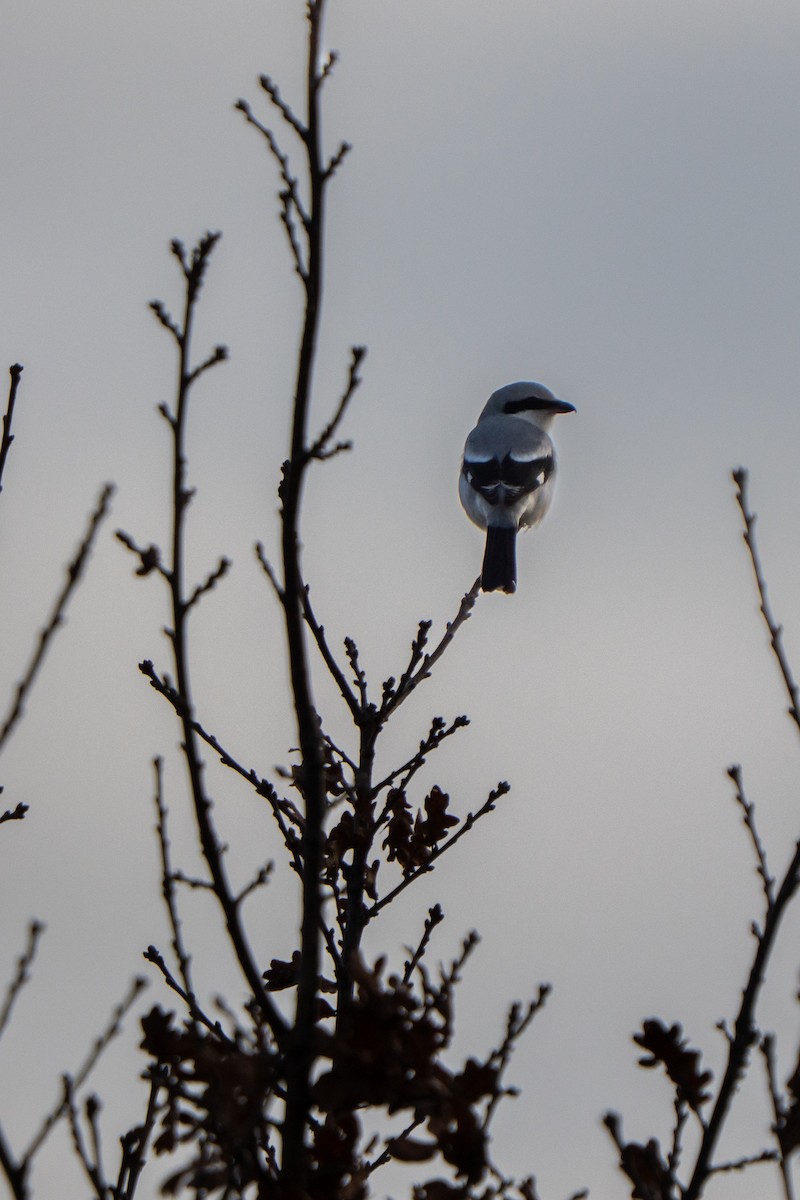 Great Gray Shrike - ML647275172