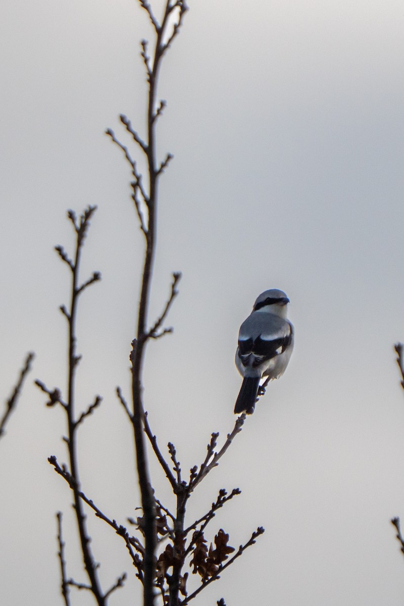 Great Gray Shrike - ML647275173