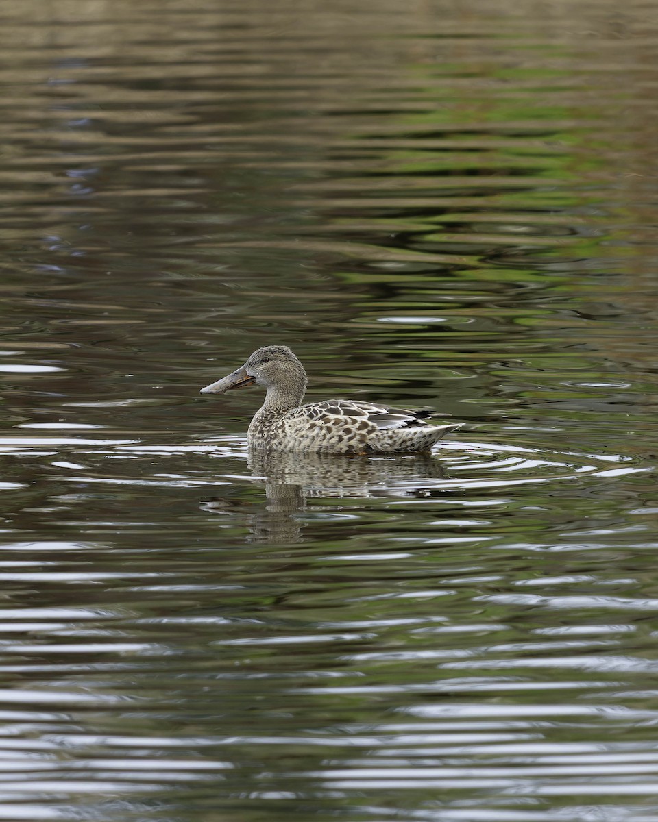 Mestolone - ML647275185