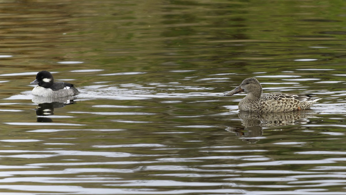 Northern Shoveler - ML647275186