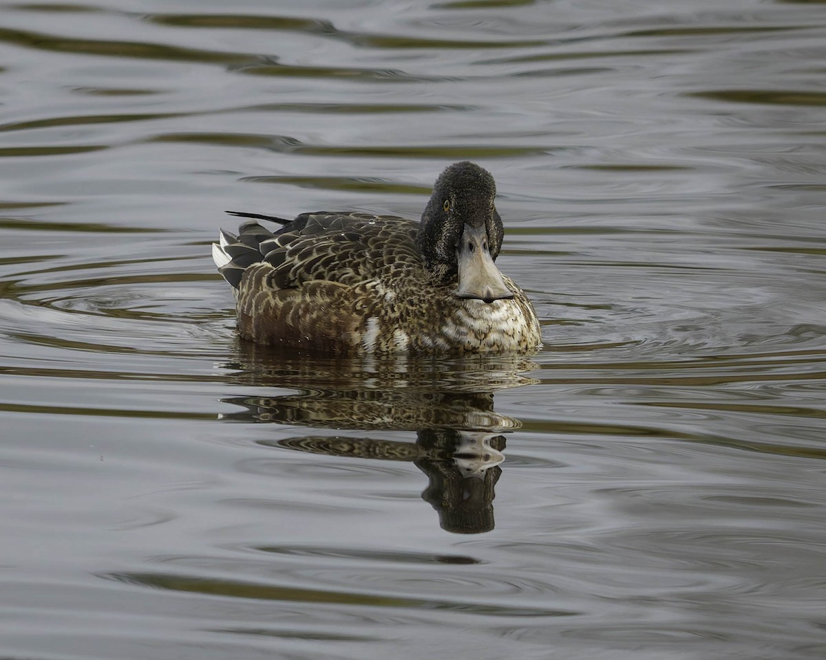 Mestolone - ML647275187