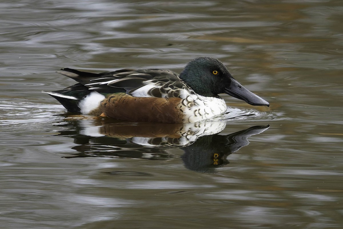 Mestolone - ML647275188