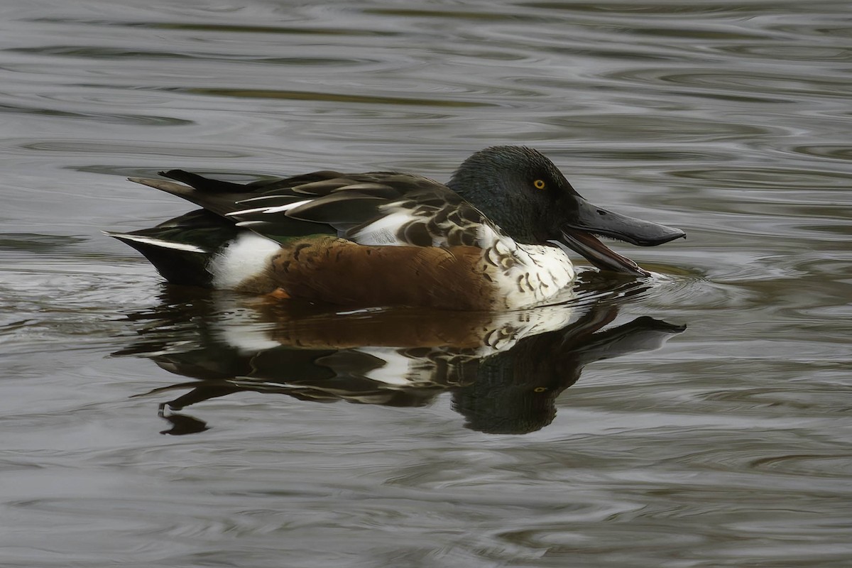 Mestolone - ML647275189