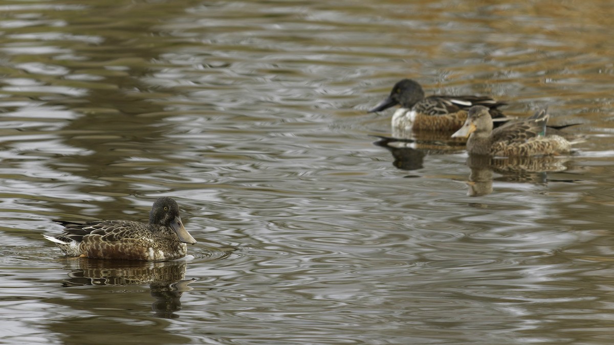 Northern Shoveler - ML647275190
