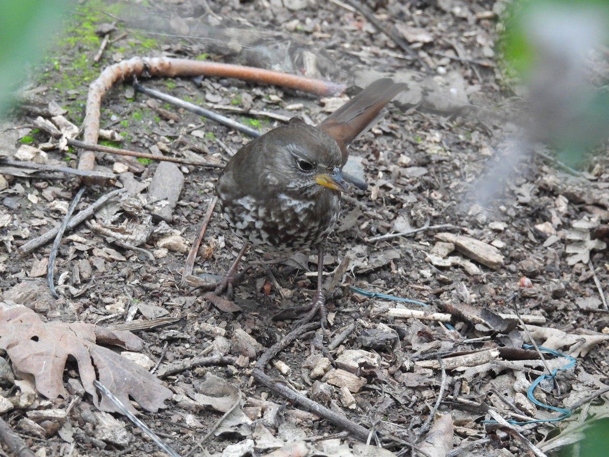 Fox Sparrow - ML647275191